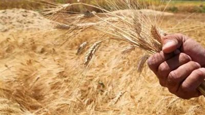  السفيرة الأمريكية في الأمم المتحدة تعلن أملها في أن تعود الهند عن حظر تصدير القمح