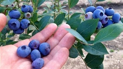  دراسة: تناول التوت الأزرق في منتصف العمر ربما يقلل احتمالات الإصابة بخرف