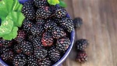 دراسة جديدة: تناول وعاء صغير من التوت البري كل يوم يمكن أن يساعد في الوقاية من الخرف