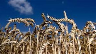 وكالة بلومبرغ: تراجع محصول القمح في فرنسا أكبر منتج بالاتحاد الأوروبي