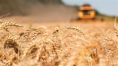 لهذا السبب.. توقف شحنات بمئات آلاف الأطنان من القمح في أحد موانئ الهند