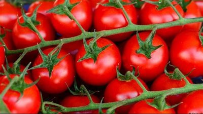 خبيرة تغذية: الطماطم مفيدة ولكن يجب تناول ثمارها الناضجة فقط