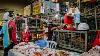 اعتبارا من الشهر القادم.. ماليزيا توقف صادرات الدجاج (الاسباب)
