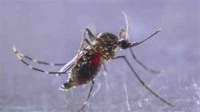 الهند تخطط لإنتاج لقاح لحمى الضنك شديد الخطورة