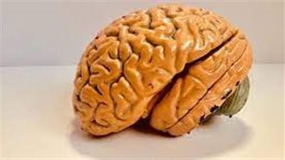 علماء يكتشفون دواء مضاد للصرع يحسن عمل الدماغ بعد الجلطة الدماغية