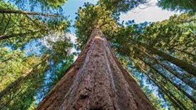 تقرير يوضح أطول شجرة في العالم.. وكم يبلغ ارتفاعها؟