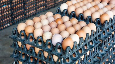 ارتفاع أسعار البيض وتراجع أسعار اللحوم وتباين أسعار الدواجن بمصر