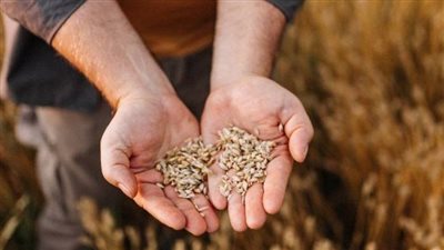  الاتحاد الأوروبي يخشى من المجاعة في البلدان التي تعتمد على الحبوب