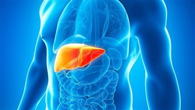 عوامل تساعد في الحفاظ على الكبد بحالة صحية جيدة
