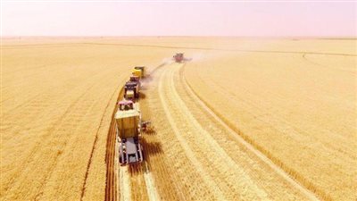 عضو بمجلس الفيدرالية الروسي: توريد الحبوب ببلادنا إلى دول العالم سيكون مقابل الدفع بالروبل