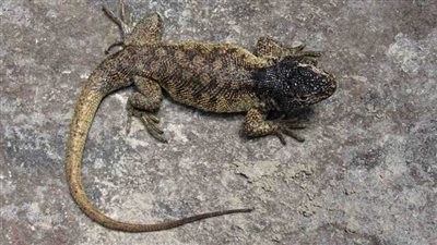  علماء يكتشفون نوعا جديدا من السحالي بمحمية ماتشو بيتشو التاريخية في بيرو