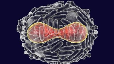  العلماء يكشفون تسلسل الحمض النووي لفيروس جدري القردة الكامل للمجتمع العلمي