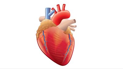 بالأعشاب والأدوية.. طرق علاج ضعف عضلة القلب