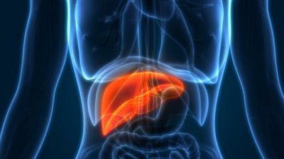  علماء يتوصلون إلى اختراقا جديدا يمكن أن يحسن إلى حد كبير مشهد زراعة الكبد