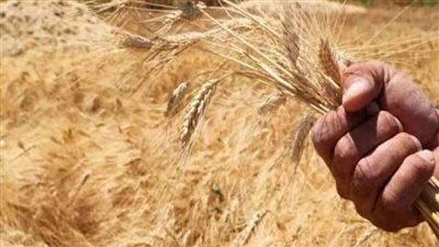 لهذا السبب.. ارتفاع أسعار تصدير القمح الروسي
