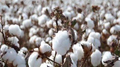 مجلس الوزراء يحدد سعر ضمان لتوريد القطن للموسم 2024/2025