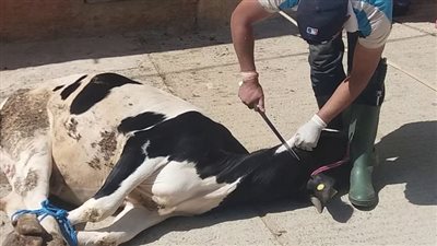 طريقة ذبح الاضحية الصحيحة