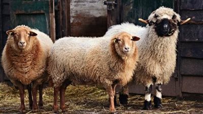 ما هي شروط خروف الأضحية؟