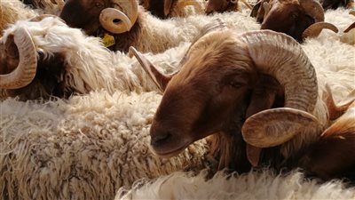 كيفية اختيار الأضحية