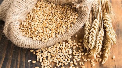 كيف أثر الغزو الروسي على صادرات الحبوب الأوكرانية؟