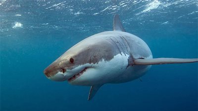 مفاجآت نارية حول القضية.. القصة الكاملة لواقعة قرش الغردقة