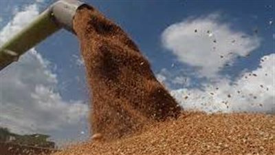كيف تسعى مصر إلى تعزيز مخزوناتها من القمح؟