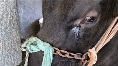 بعين باكية.. هل تشعر الأضحية أنها مقبلة على ذبحها؟