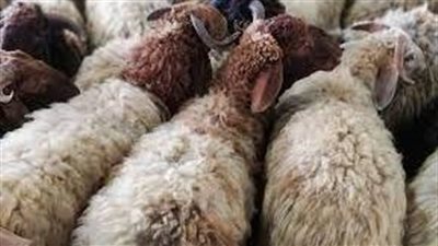  عدد الحيوانات التي تم ذبحها خلال أيام عيد الأضحى لهذا العام بمصر