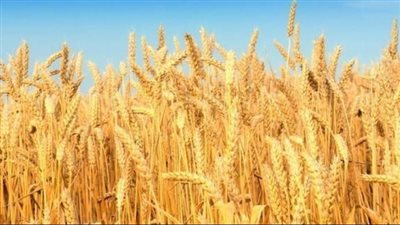 في ظل الحرب.. ماذا فعلت القوات الأوكرانية في حقول القمح وصوامع الحبوب؟