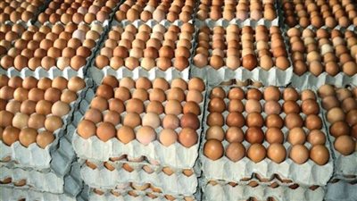 انخفاض في سعر كرتونة البيض بنحو 5 جنيهات