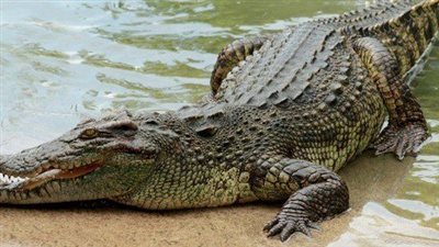 تعود لملايين السنين.. حفريات مصرية تكشف عن أضخم تمساح في العالم