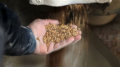 الرئيس الروسي يكشف عن حل مشكلة الغذاء العالمية