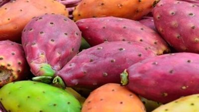 فوائد التين الشوكي للوجه