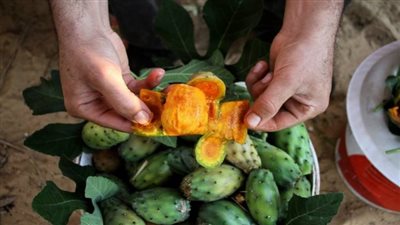 فوائد التين الشوكي للمعدة