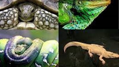 باحث يحذر من الحيوانات الزاحفة على البيئة