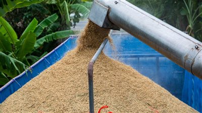 الطقس السيئ يهدد إنتاج أحد أهم الأغذية الرئيسية في العالم