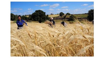 كم يبلغ محصول الحبوب في المغرب خلال 2022؟