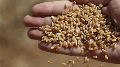 مسؤول كبير بالأمم المتحدة يكشف موعد خروج أول شحنات القمح من الموانئ الأوكرانية