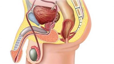 باحثون يتحدثون حول سرطان البروستات.. وكيفية تشخصي مبكرًا