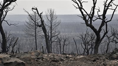 الجزائر.. ارتفاع حصيلة ضحايا الحرائق إلى 43 قتيلا