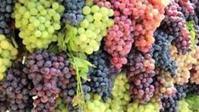 خبيرة: العنب الداكن يحتوي على مواد مفيدة أكثر مقارنة بالعنب الأخضر