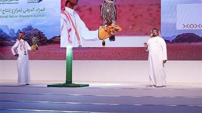  خلال مزاد دولي.. نادي الصقور السعودي يعلن عن بيع صقرين بـ71 ألف ريال