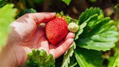 باحثون يكشفون أهمية الفراولة في حماية الدماغ من الزهايمر