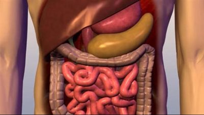 دراسة تتحدث حول تأثير النشويات المقاومة وكيفية حمايتها للجهاز الهضمي