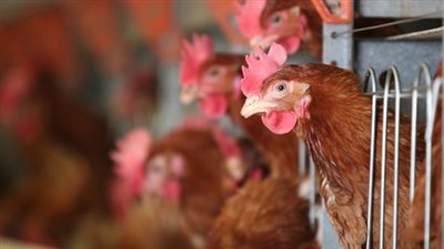 خبراء يحذرون من إنفلونزا الطيور