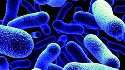 باحثون: بكتيريا الأمعاء لها تأثير عميق على الصحة