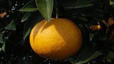 دراسة تكشف أهمية النظام الغني بالفيتامينات والمعادن 