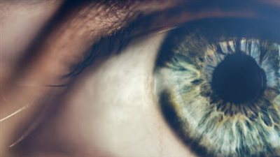 اكتشاف الآلية الدقيقة لعملية نقل الصور من شبكية العين إلى الدماغ