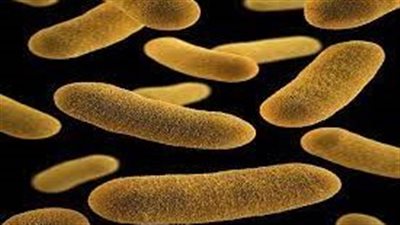 اليرسينيات.. مرض يصيب الجهاز الهضمي بسبب البكتيريا (الأعراض والعلاج)