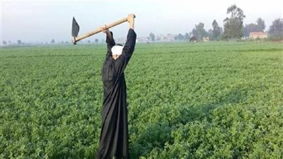 برلماني مصري: نواجه تحديات كبيرة على مستوى ملف الأمن الغذائي 